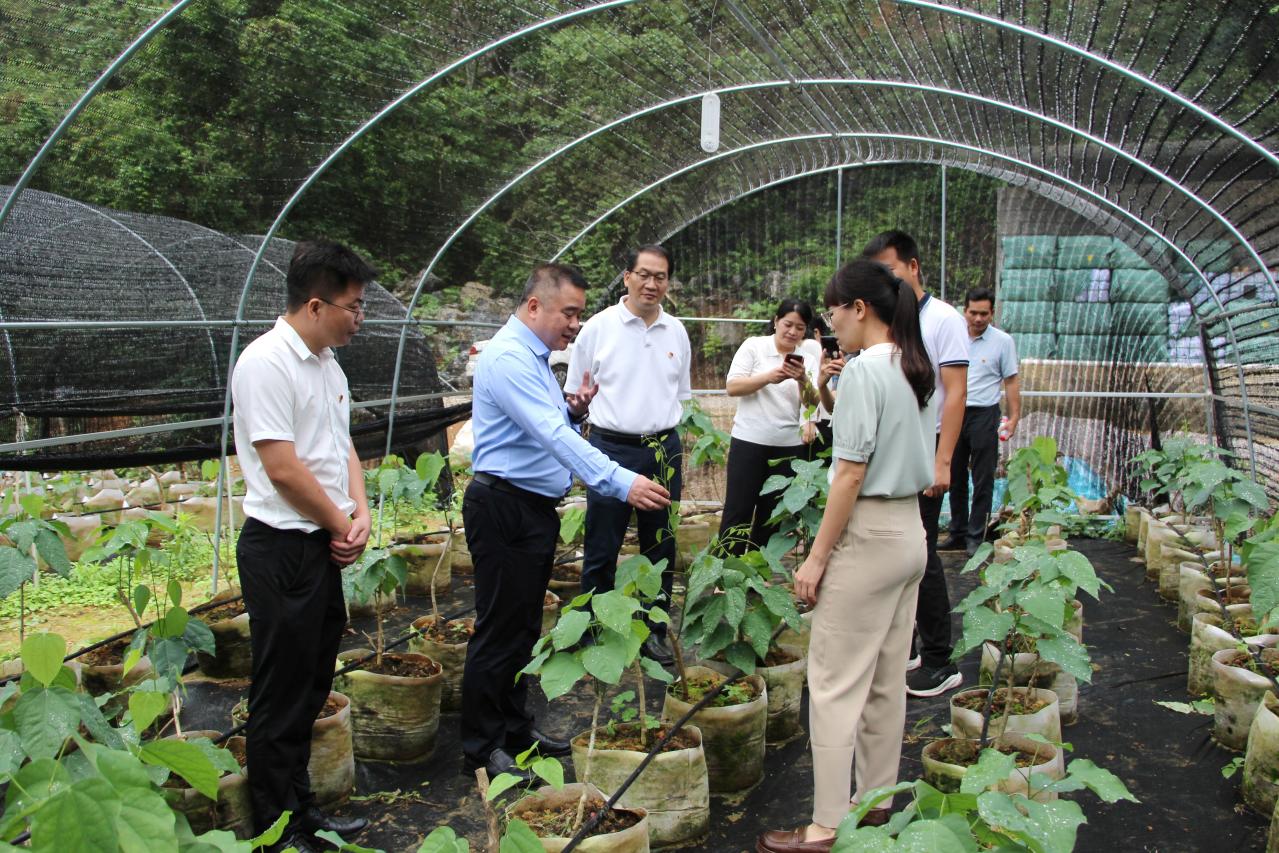 10.参观念典村龙须菜种植基地